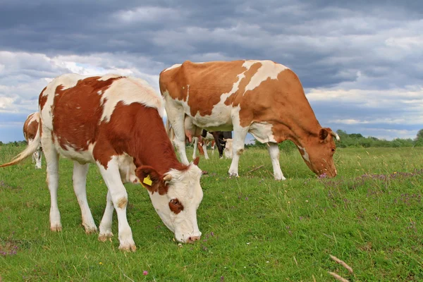 Sapi di padang rumput musim panas. — Stok Foto