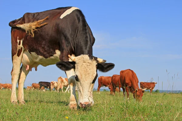 Las vacas en un pasto de verano. —  Fotos de Stock