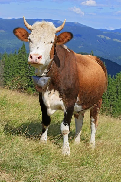 Kráva na letní horské pastvině — Stock fotografie