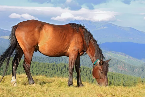 Paard op een zomer berg grasland — Stockfoto