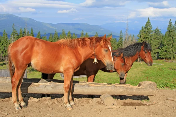 Cavalli su un pascolo estivo di montagna — Foto Stock