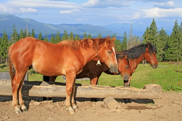 Cavalos em um pasto de montanha de verão — Fotografia de Stock