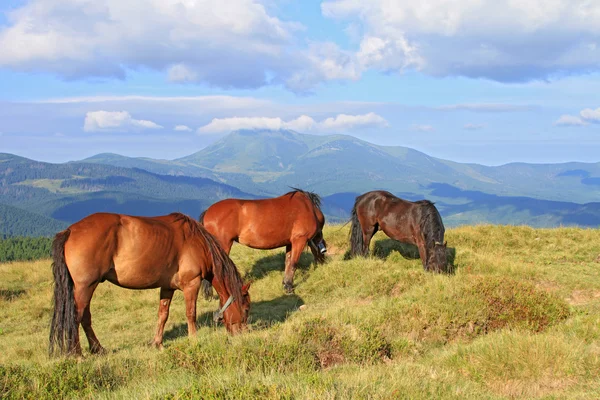 Hästar på sommarbete en sommar — Stock fotografie