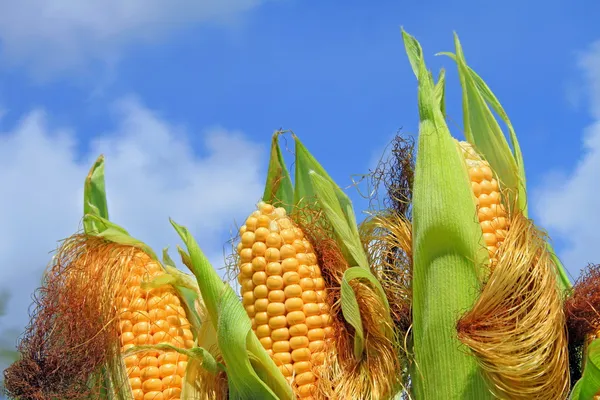 Fiatal fül kukorica ellen az égen — Stock Fotó