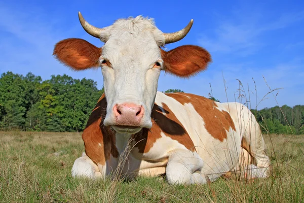 Vaca en un pasto de verano —  Fotos de Stock