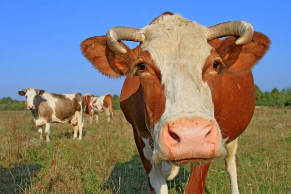 Las vacas en un pasto de verano. —  Fotos de Stock