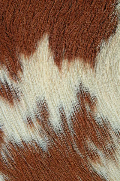 Fragment van een huid van een koe — Stockfoto