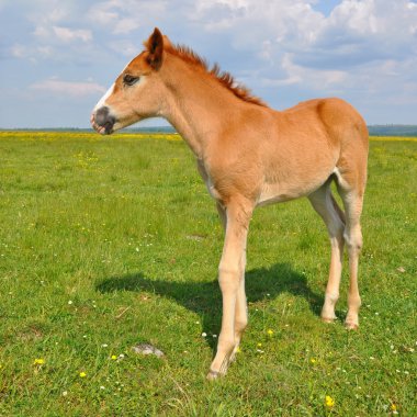 Yaz mera üzerinde tayı