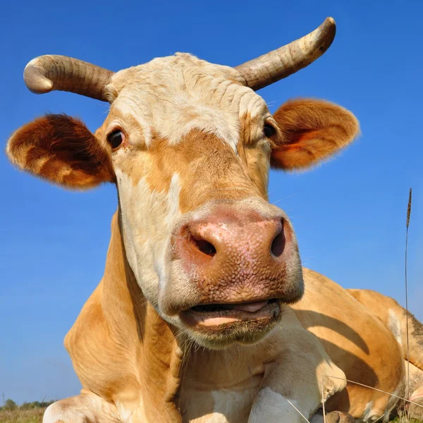 Tête de vache contre le ciel — Photo