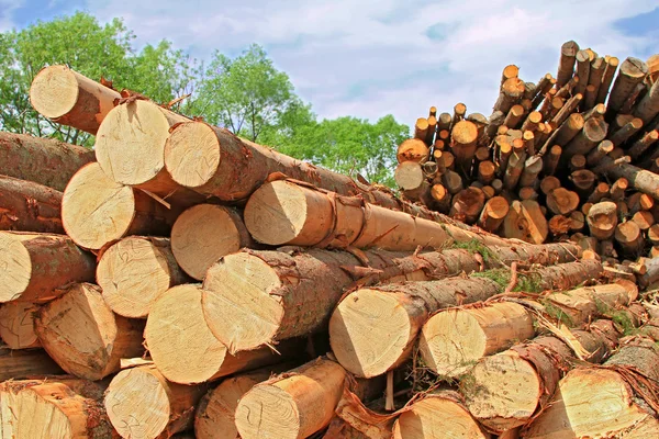 Wood preparation — Stock Photo, Image