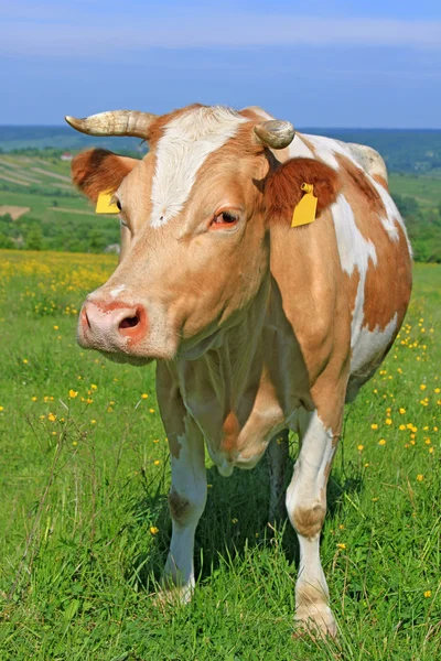 Kuh auf einer Sommerweide. — Stockfoto