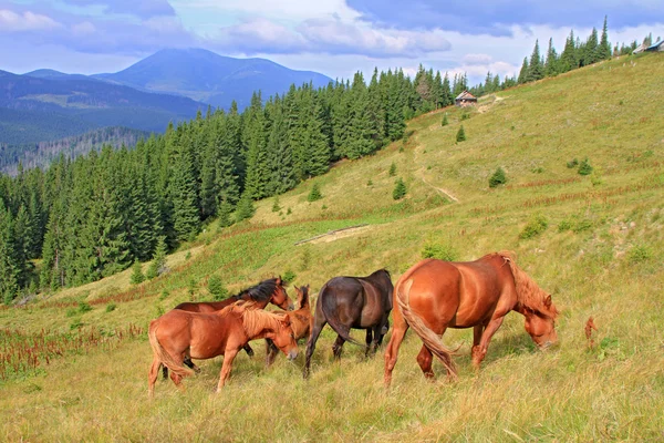 Cavalos em um pasto de montanha de verão — Fotografia de Stock