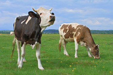 Yaz otlağında inekler