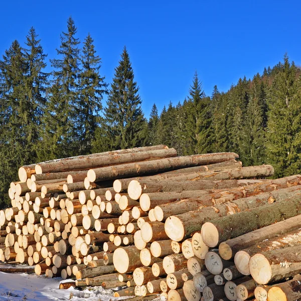 Preparação de madeira — Fotografia de Stock