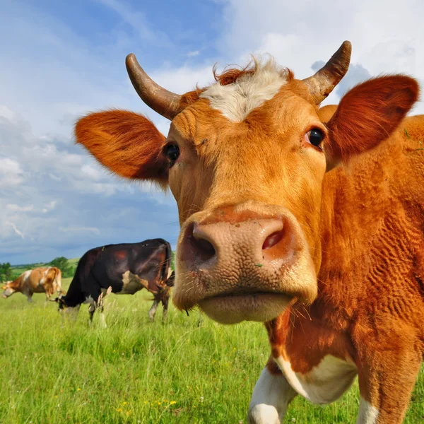 Cabeça de uma vaca contra um pasto — Fotografia de Stock