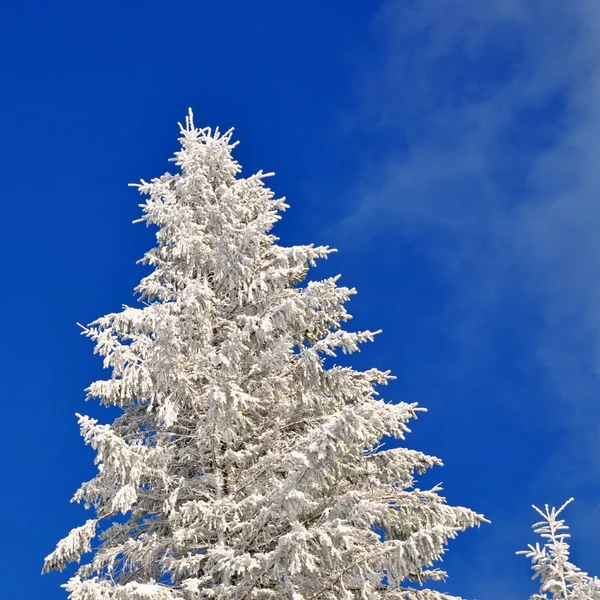 Firs bajo la nieve — Foto de Stock