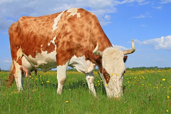 Vaca en un pasto de verano — Foto de Stock