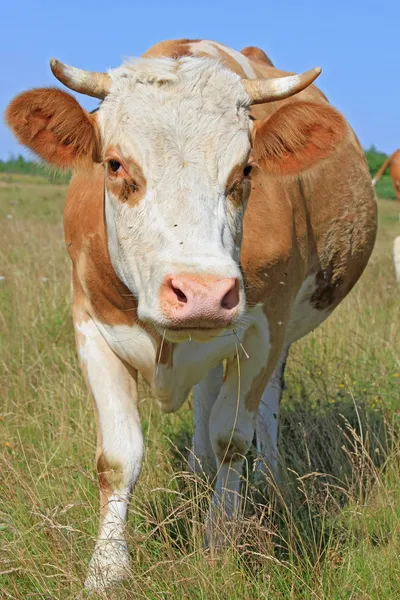 Koe op een zomerweide — Stockfoto