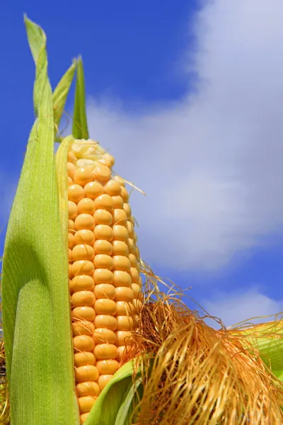 Junge Ähren gegen den Himmel — Stockfoto