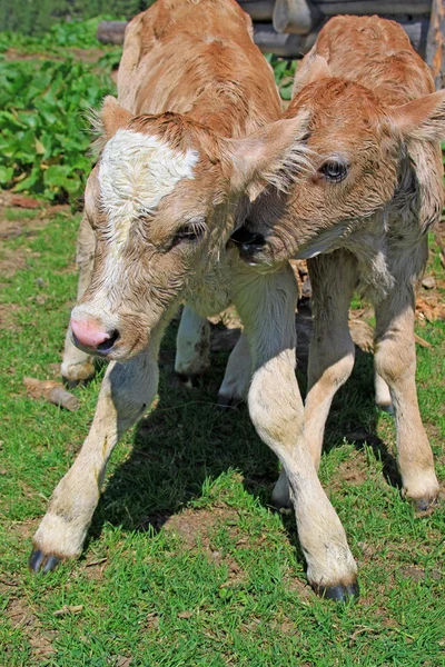 Gemelos recién nacidos de ternera en un pasto de verano —  Fotos de Stock