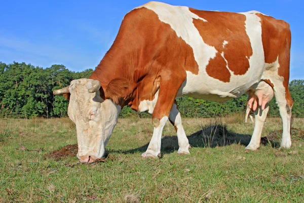 Cow on a summer pasture — Stock Photo, Image