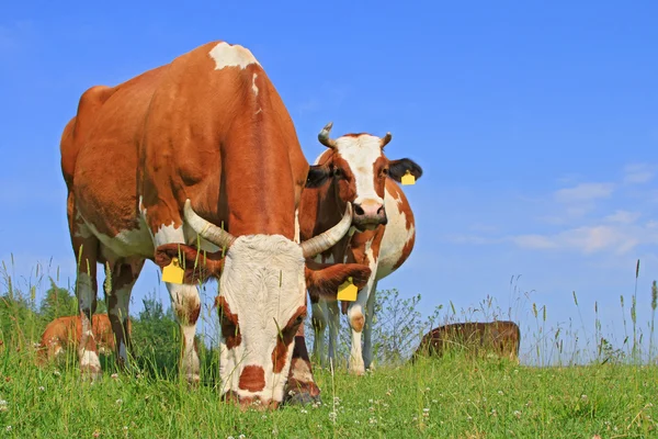 Cows on a summer pasture Royalty Free Stock Images
