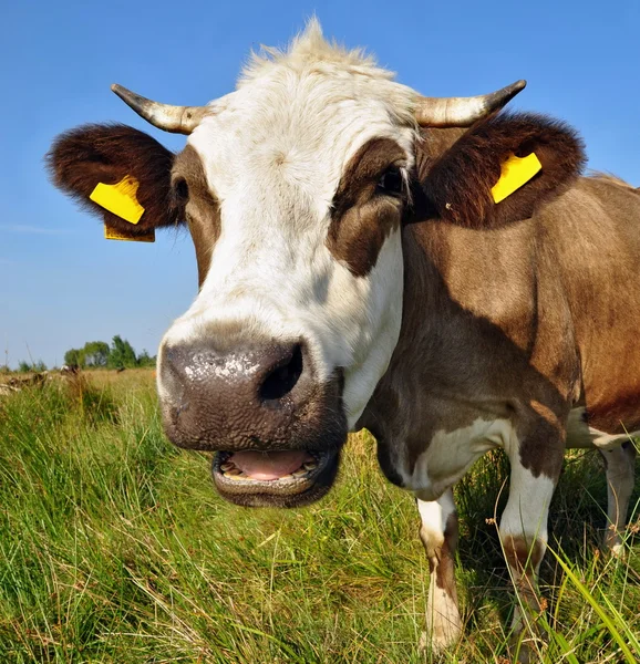 Krowa na letnim pastwisku — Zdjęcie stockowe