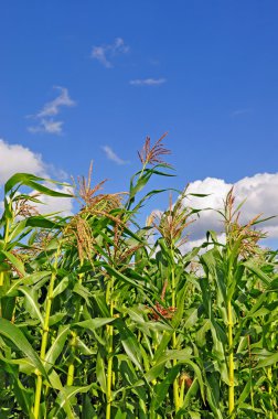 . gökyüzüne karşı Mısır
