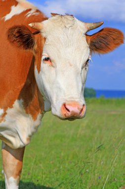 bir yaz mera derisindeki