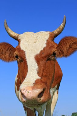 gökyüzü bir inek başkanı