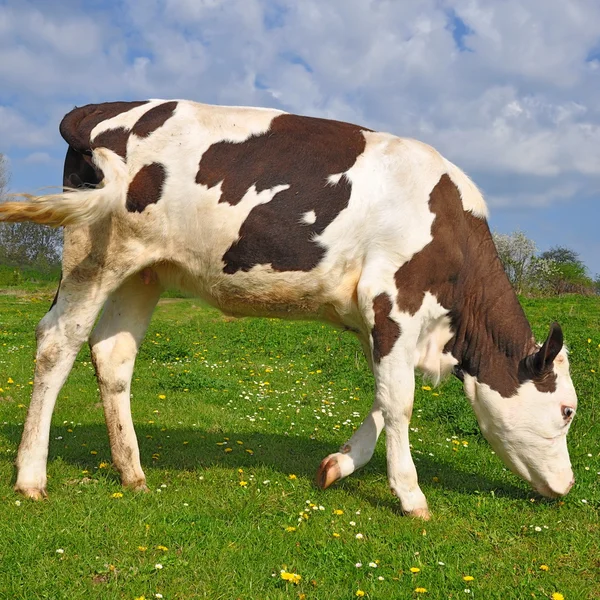 A nyári legelőn borjú — Stock Fotó