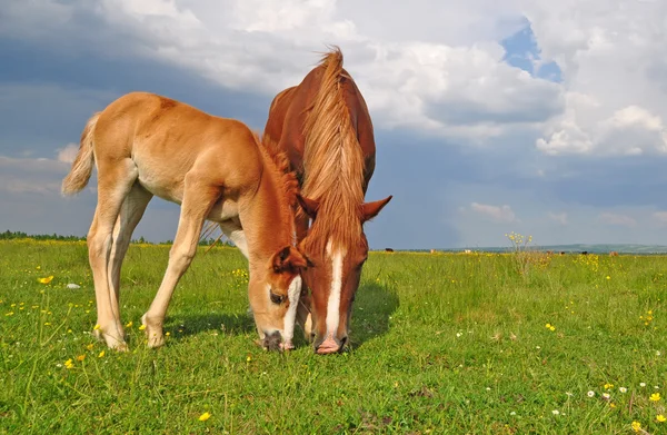 Veulen met een merrie op een zomerweide — Stockfoto