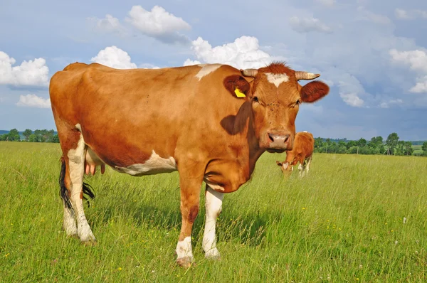 Vache dans un pâturage d'été — Photo