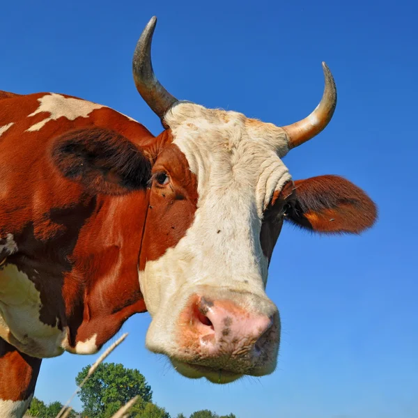 Head of a cow against the sky — Stock Photo, Image