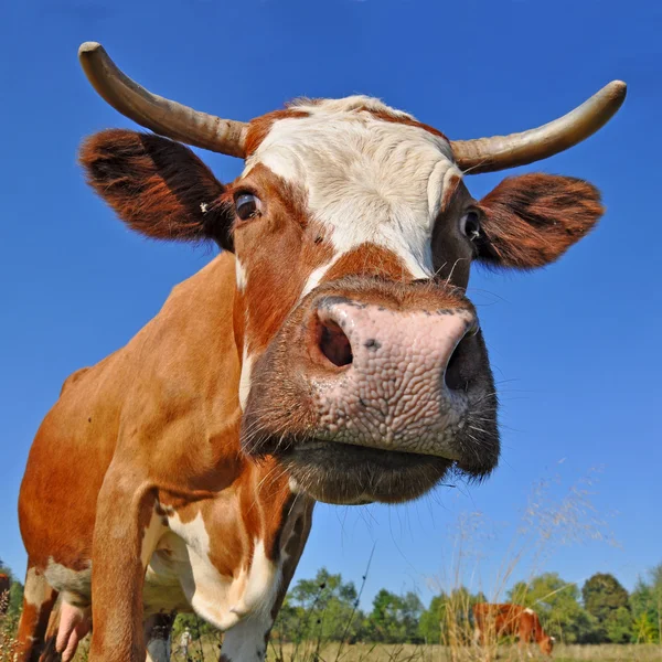 Head of a cow against the sky — Stock Photo, Image