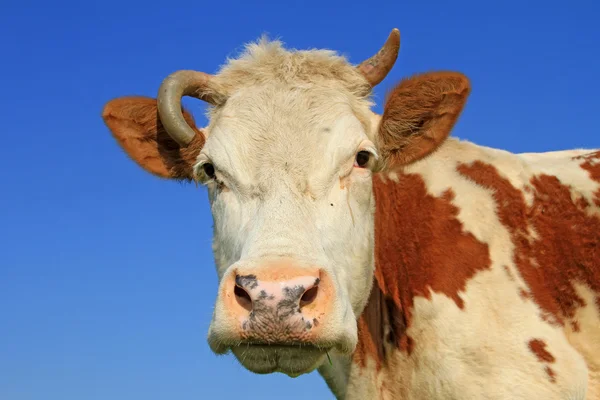 Head of a cow against the sky — Stock Photo, Image