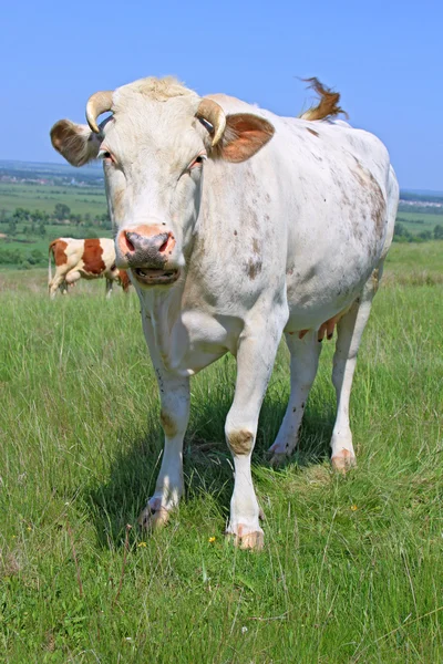 Vache dans un pâturage d'été — Photo