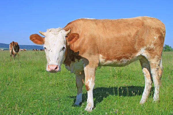 El ternero en un pasto de verano — Foto de Stock