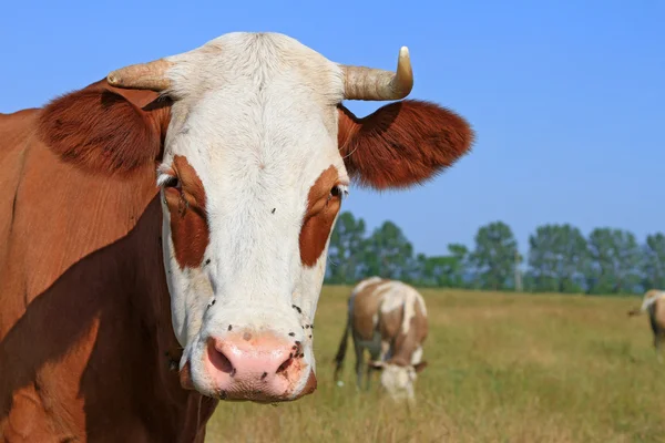 Kopf einer Kuh gegen eine Weide — Stockfoto