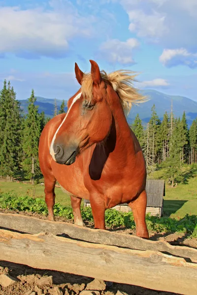 Cavallo su un pascolo estivo di montagna — Foto Stock