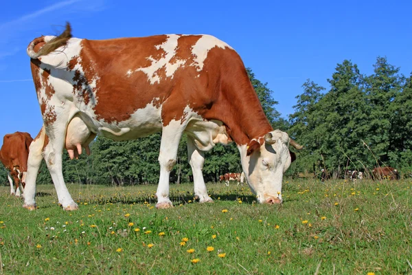 Ko på sommarbetesmark — Stockfoto