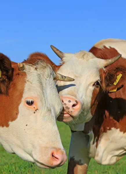 Cabeças de vacas contra um pasto — Fotografia de Stock