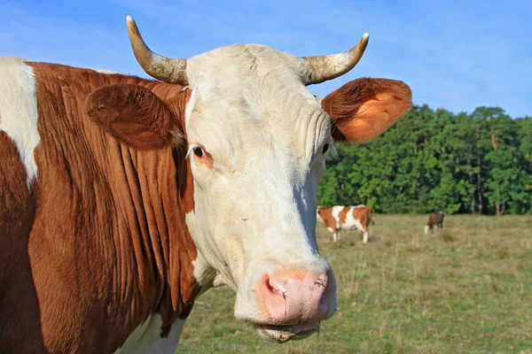 Huvudet av en ko mot en betesmark — Stockfoto