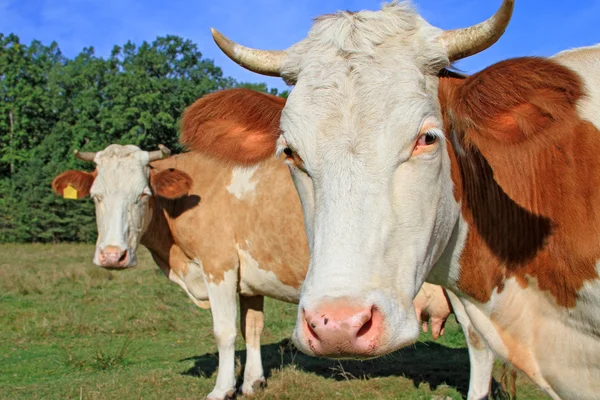 Cows on a summer pasture — Stock Photo, Image
