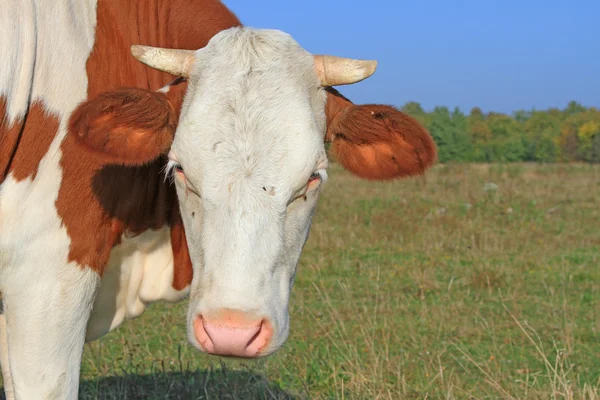 Bir inek bir mera karşı başkanı — Stok fotoğraf