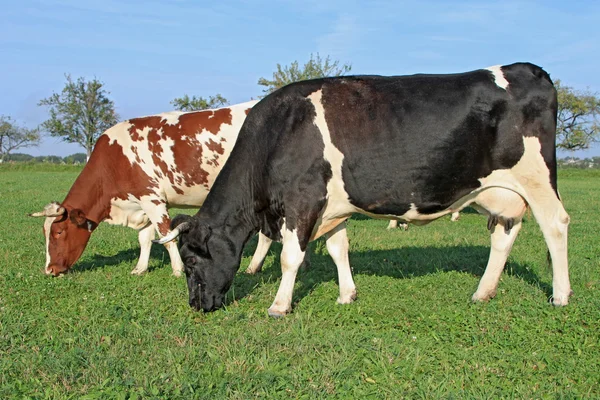 Koeien op een zomerweide — Stockfoto