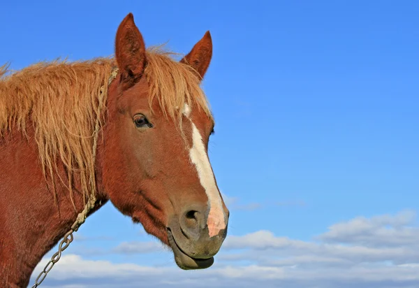 Hoofd van een paard tegen de hemel. — Stockfoto