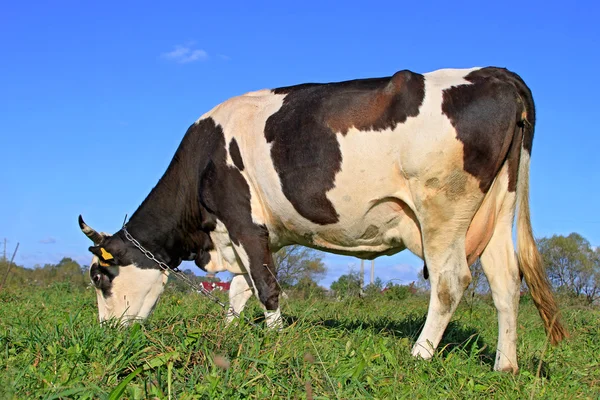 Vache dans un pâturage d'été — Photo