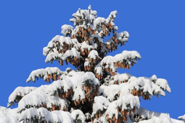 çam kozalakları kar altında olan