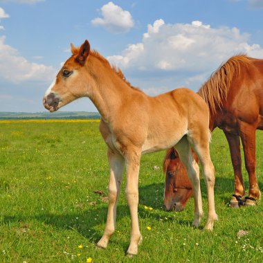 Yaz mera üzerinde tayı